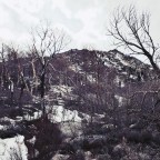 Basques Carved Trees in My Backyard